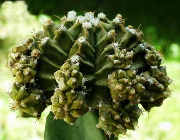 Gymnocalycium_ mihanovichii _01
